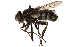  ( - CCDB-23504-H05)  @11 [ ] CreativeCommons - Attribution (2015) CBG Photography Group Centre for Biodiversity Genomics