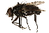  ( - CCDB-23504-H06)  @11 [ ] CreativeCommons - Attribution (2015) CBG Photography Group Centre for Biodiversity Genomics