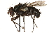  ( - CCDB-23504-H08)  @15 [ ] CreativeCommons - Attribution (2015) CBG Photography Group Centre for Biodiversity Genomics