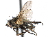  ( - CCDB-23505-B08)  @13 [ ] CreativeCommons - Attribution (2015) CBG Photography Group Centre for Biodiversity Genomics
