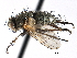  ( - CCDB-23505-B10)  @13 [ ] CreativeCommons - Attribution (2015) CBG Photography Group Centre for Biodiversity Genomics