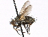  ( - CCDB-23505-B12)  @14 [ ] CreativeCommons - Attribution (2015) CBG Photography Group Centre for Biodiversity Genomics