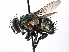  ( - CCDB-23505-C11)  @11 [ ] CreativeCommons - Attribution (2015) CBG Photography Group Centre for Biodiversity Genomics