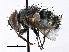  ( - CCDB-23505-C12)  @11 [ ] CreativeCommons - Attribution (2015) CBG Photography Group Centre for Biodiversity Genomics