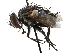  ( - CCDB-23505-D02)  @11 [ ] CreativeCommons - Attribution (2015) CBG Photography Group Centre for Biodiversity Genomics
