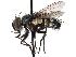  ( - CCDB-23505-D04)  @13 [ ] CreativeCommons - Attribution (2015) CBG Photography Group Centre for Biodiversity Genomics
