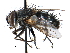  ( - CCDB-23505-D07)  @11 [ ] CreativeCommons - Attribution (2015) CBG Photography Group Centre for Biodiversity Genomics