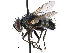  ( - CCDB-23505-D08)  @11 [ ] CreativeCommons - Attribution (2015) CBG Photography Group Centre for Biodiversity Genomics