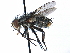  ( - CCDB-23505-D12)  @11 [ ] CreativeCommons - Attribution (2015) CBG Photography Group Centre for Biodiversity Genomics