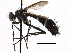  ( - CCDB-23505-E05)  @11 [ ] CreativeCommons - Attribution (2015) CBG Photography Group Centre for Biodiversity Genomics