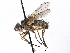  ( - CCDB-23505-E09)  @11 [ ] CreativeCommons - Attribution (2015) CBG Photography Group Centre for Biodiversity Genomics