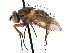  (Cryptomeigenia hinei - CCDB-23505-F01)  @16 [ ] CreativeCommons - Attribution (2015) CBG Photography Group Centre for Biodiversity Genomics