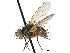  ( - CCDB-23505-F02)  @11 [ ] CreativeCommons - Attribution (2015) CBG Photography Group Centre for Biodiversity Genomics