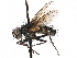  ( - CCDB-23505-F09)  @13 [ ] CreativeCommons - Attribution (2015) CBG Photography Group Centre for Biodiversity Genomics