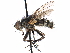  ( - CCDB-23505-F11)  @13 [ ] CreativeCommons - Attribution (2015) CBG Photography Group Centre for Biodiversity Genomics