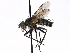  ( - CCDB-23505-F12)  @14 [ ] CreativeCommons - Attribution (2015) CBG Photography Group Centre for Biodiversity Genomics