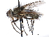  ( - CCDB-23505-G03)  @11 [ ] CreativeCommons - Attribution (2015) CBG Photography Group Centre for Biodiversity Genomics