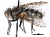  ( - CCDB-23505-G04)  @13 [ ] CreativeCommons - Attribution (2015) CBG Photography Group Centre for Biodiversity Genomics