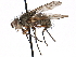  ( - CCDB-23505-G05)  @11 [ ] CreativeCommons - Attribution (2015) CBG Photography Group Centre for Biodiversity Genomics