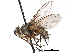  (Cryptomeigenia triangularis - CCDB-23505-G06)  @14 [ ] CreativeCommons - Attribution (2015) CBG Photography Group Centre for Biodiversity Genomics