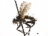  ( - CCDB-23505-G09)  @11 [ ] CreativeCommons - Attribution (2015) CBG Photography Group Centre for Biodiversity Genomics