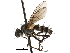  ( - CCDB-23505-G10)  @11 [ ] CreativeCommons - Attribution (2015) CBG Photography Group Centre for Biodiversity Genomics