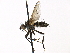  ( - CCDB-23505-G11)  @11 [ ] CreativeCommons - Attribution (2015) CBG Photography Group Centre for Biodiversity Genomics