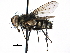  ( - CCDB-23505-H08)  @11 [ ] CreativeCommons - Attribution (2015) CBG Photography Group Centre for Biodiversity Genomics