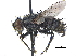  (Euexorista - CCDB-23506-A09)  @15 [ ] CreativeCommons - Attribution (2015) CBG Photography Group Centre for Biodiversity Genomics