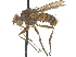  (Palpostomatini - CCDB-23506-C03)  @15 [ ] CreativeCommons - Attribution (2015) CBG Photography Group Centre for Biodiversity Genomics
