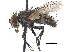  ( - CCDB-23506-E05)  @14 [ ] CreativeCommons - Attribution (2015) CBG Photography Group Centre for Biodiversity Genomics
