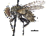  ( - CCDB-23506-E06)  @15 [ ] CreativeCommons - Attribution (2015) CBG Photography Group Centre for Biodiversity Genomics