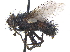  ( - CCDB-23506-E10)  @11 [ ] CreativeCommons - Attribution (2015) CBG Photography Group Centre for Biodiversity Genomics