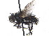  ( - CCDB-23506-E11)  @11 [ ] CreativeCommons - Attribution (2015) CBG Photography Group Centre for Biodiversity Genomics