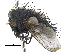  ( - CCDB-23506-E12)  @12 [ ] CreativeCommons - Attribution (2015) CBG Photography Group Centre for Biodiversity Genomics