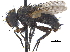 ( - CCDB-23506-F02)  @15 [ ] CreativeCommons - Attribution (2015) CBG Photography Group Centre for Biodiversity Genomics