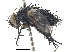  ( - CCDB-23506-F09)  @11 [ ] CreativeCommons - Attribution (2015) CBG Photography Group Centre for Biodiversity Genomics