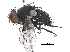  ( - CCDB-23506-G11)  @11 [ ] CreativeCommons - Attribution (2015) CBG Photography Group Centre for Biodiversity Genomics