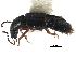  (Homaeotarsus despectus - CCDB-23507-A12)  @11 [ ] CreativeCommons - Attribution (2015) CBG Photography Group Centre for Biodiversity Genomics