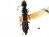  (Homaeotarsus sellatus - CCDB-23507-B01)  @13 [ ] CreativeCommons - Attribution (2015) CBG Photography Group Centre for Biodiversity Genomics