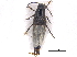  (Philonthus spiniformis - CCDB-23508-D05)  @13 [ ] CreativeCommons - Attribution (2015) CBG Photography Group Centre for Biodiversity Genomics