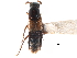  ( - CCDB-23509-A04)  @11 [ ] CreativeCommons - Attribution (2015) CBG Photography Group Centre for Biodiversity Genomics