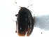  ( - CCDB-23510-G04)  @11 [ ] CreativeCommons - Attribution (2015) CBG Photography Group Centre for Biodiversity Genomics