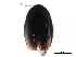  ( - CCDB-23510-G05)  @11 [ ] CreativeCommons - Attribution (2015) CBG Photography Group Centre for Biodiversity Genomics