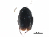  ( - CCDB-23510-G06)  @11 [ ] CreativeCommons - Attribution (2015) CBG Photography Group Centre for Biodiversity Genomics