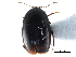  ( - CCDB-23510-G07)  @11 [ ] CreativeCommons - Attribution (2015) CBG Photography Group Centre for Biodiversity Genomics