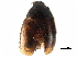  ( - CCDB-23510-G09)  @11 [ ] CreativeCommons - Attribution (2015) CBG Photography Group Centre for Biodiversity Genomics