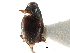  ( - CCDB-23510-G10)  @11 [ ] CreativeCommons - Attribution (2015) CBG Photography Group Centre for Biodiversity Genomics