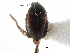  ( - CCDB-23510-G11)  @11 [ ] CreativeCommons - Attribution (2015) CBG Photography Group Centre for Biodiversity Genomics