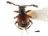  ( - CCDB-23511-A04)  @11 [ ] CreativeCommons - Attribution (2015) CBG Photography Group Centre for Biodiversity Genomics